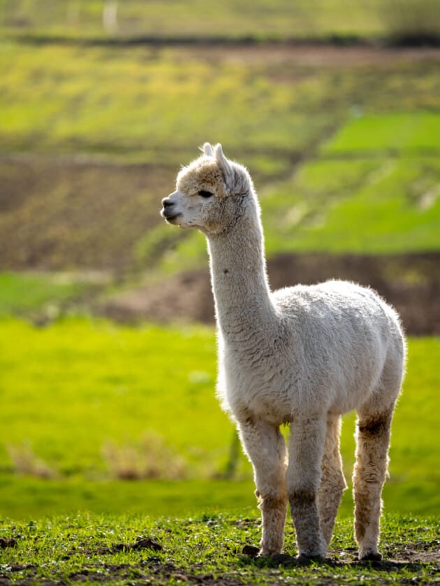 Improving Alpaca Fleece Quality Through Nutrition - Country Visions