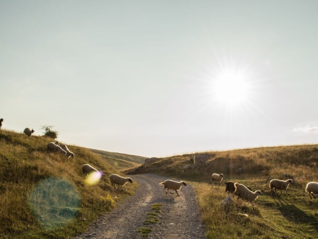 sheep crossing the road.