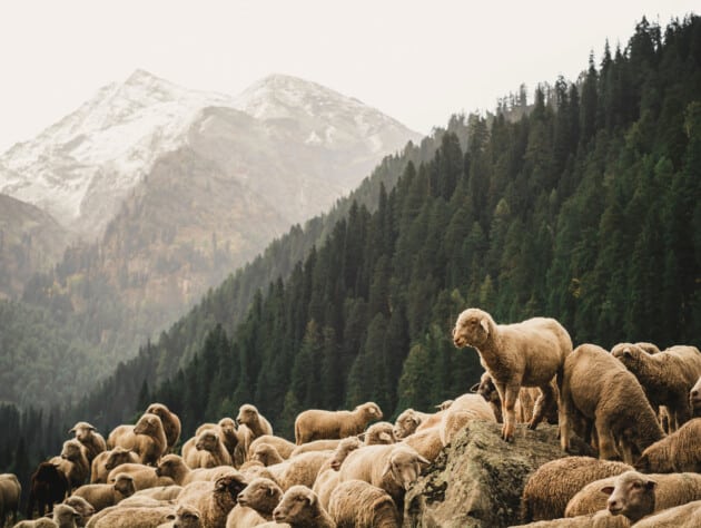 sheep on a rock.