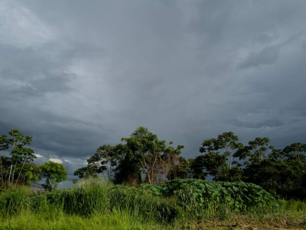 forest with cloudy skies.