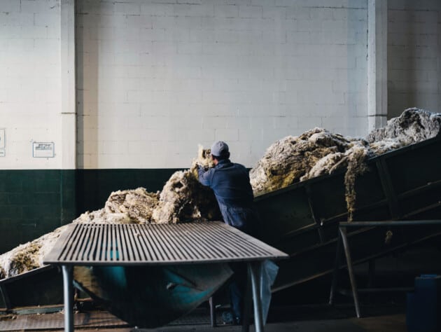 man processing sheared wool.