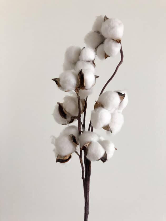 cotton plant.