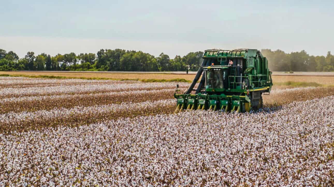 The Low-Down On Sustainable Cotton