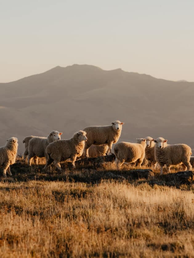 Wool, lamb markets to remain strong in 2019, The Land