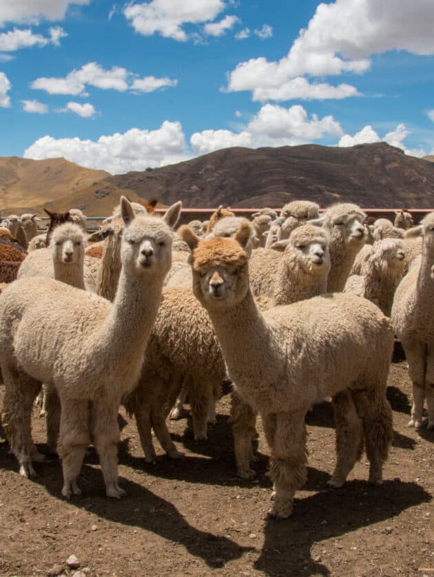 Alpaca Wool - FOUR PAWS in US - Global Animal Protection Organization