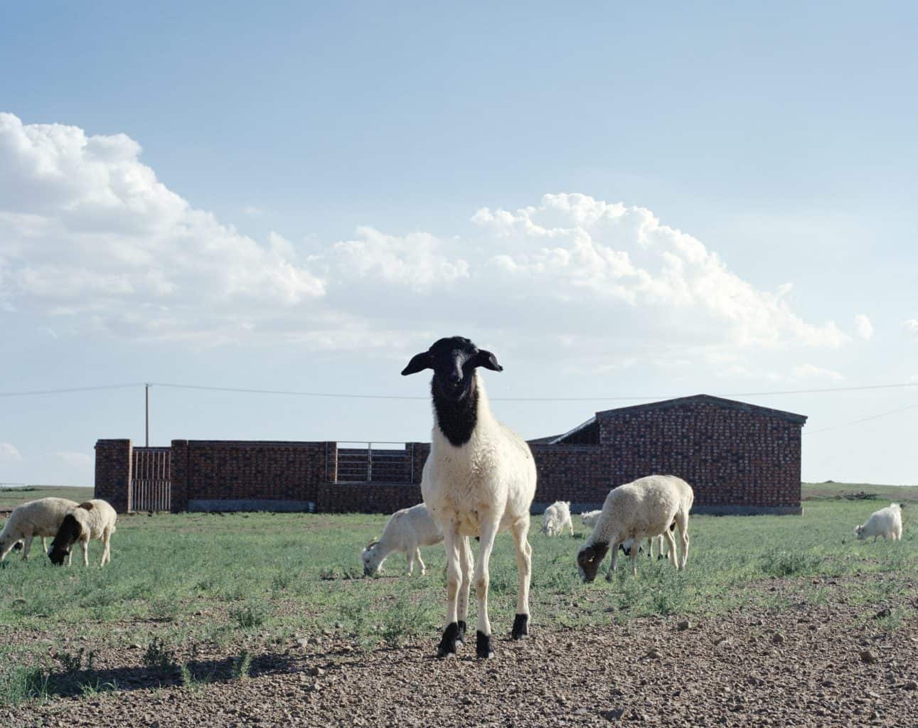 Exploring Nomadic Wool Production in Inner Mongolia - Textile Exchange