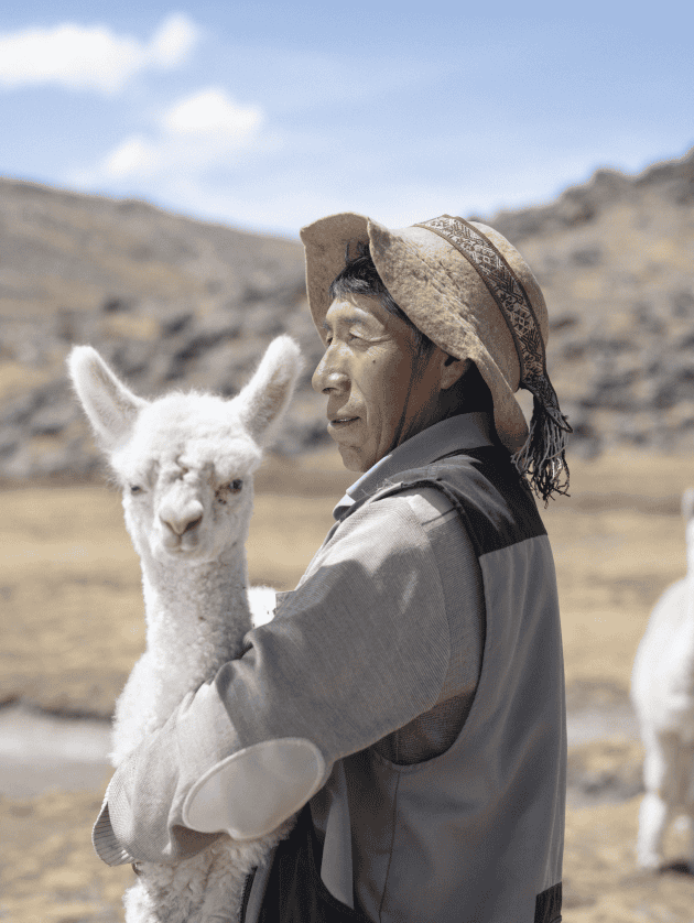 carrying a young alpaca