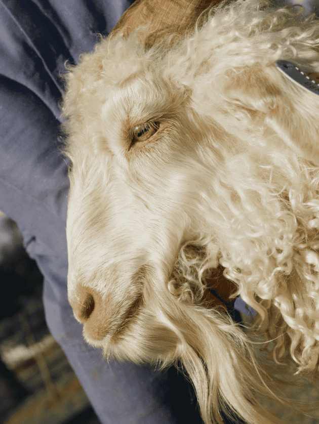 mohair fiber production standards