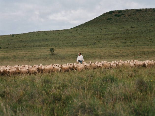 James Brodie farmer walking his farmland with herd of sheep