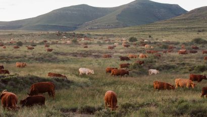 Cows grazing in a field