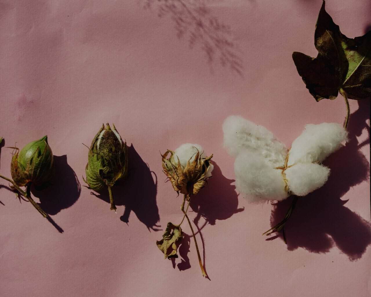 Stages of the cotton life cycle