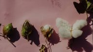 Stages of the cotton life cycle