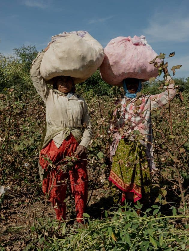 Two farmers hold harvests of regeneratively farmed cotton in India